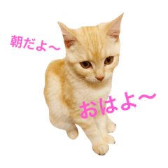 [LINEスタンプ] 茶とら三兄弟