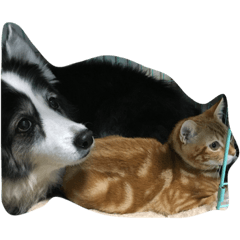 [LINEスタンプ] 子猫と老犬