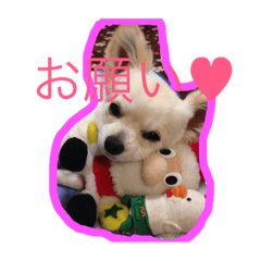 [LINEスタンプ] チワワのそら