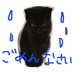 [LINEスタンプ] 黒猫クロエだよ！