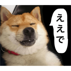 [LINEスタンプ] 茶々丸＆コロ助3