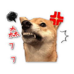 [LINEスタンプ] ShibaInu MILK Tea's daily.