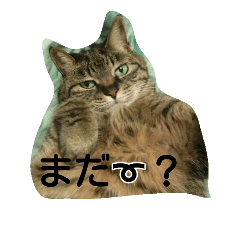 [LINEスタンプ] ねこ猫cat