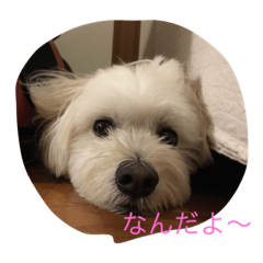 [LINEスタンプ] コロン丸