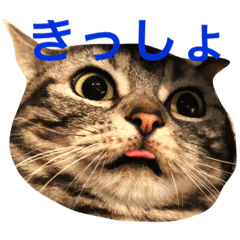 [LINEスタンプ] ポケしん