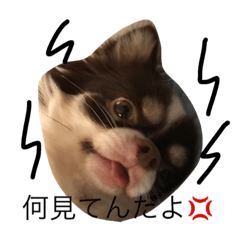 [LINEスタンプ] サスケの日常