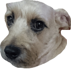 [LINEスタンプ] QQ Schnauzer