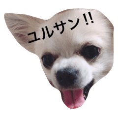 [LINEスタンプ] チワワのゆきまる