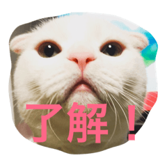 [LINEスタンプ] ニャルソック防衛隊ミミオレ部隊