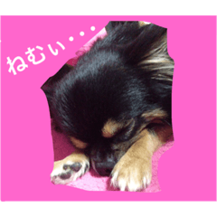 [LINEスタンプ] チワワのきもち♡