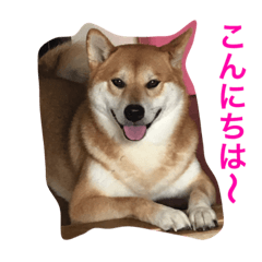 [LINEスタンプ] 柴犬ふくちゃんの日常スタンプ
