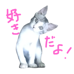 [LINEスタンプ] Toto stamp