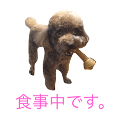 [LINEスタンプ] プードルだいちゃん