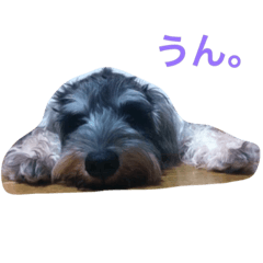 [LINEスタンプ] ふたいぬとしゅないぬ
