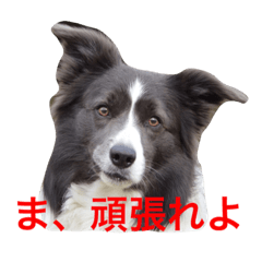 [LINEスタンプ] surf君のスタンプです。