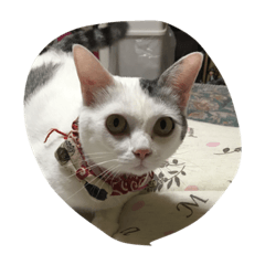 [LINEスタンプ] だれにゃ