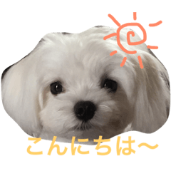 [LINEスタンプ] マルルマル